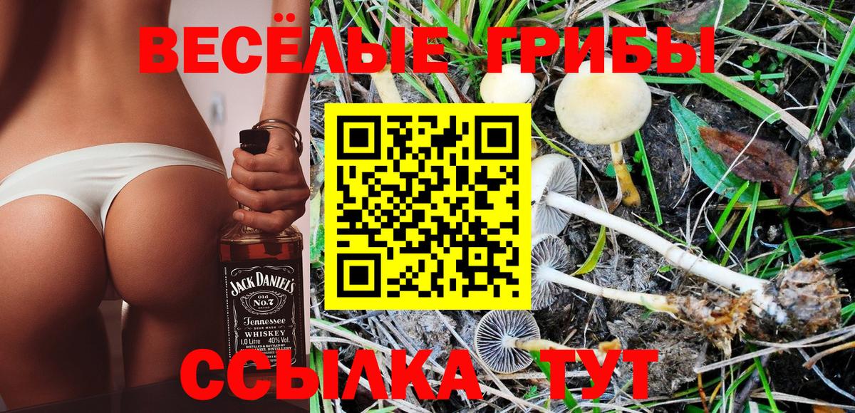 Галлюциногенные грибы Psilocybe Тулун